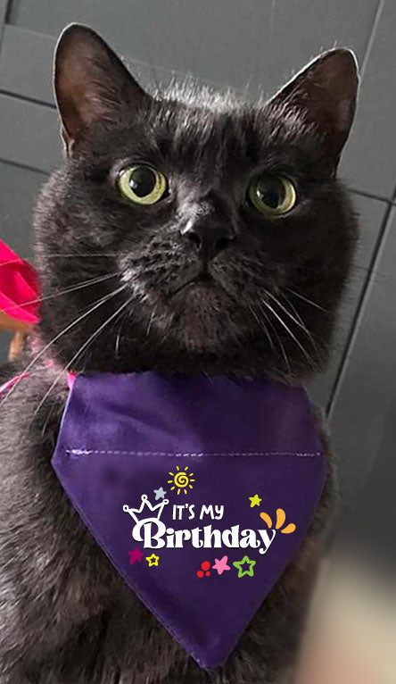 CAT BANDANA! It's my birthday
