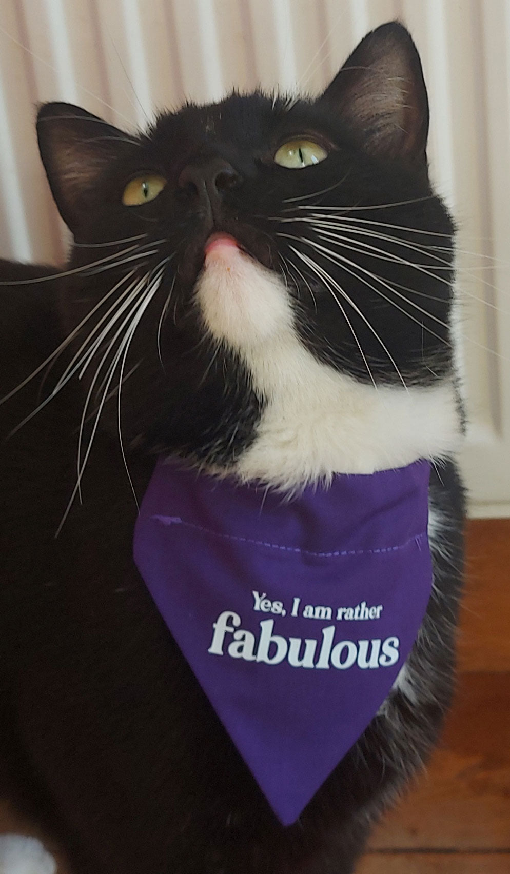 CAT BANDANA! Yes I am rather Fabulous!