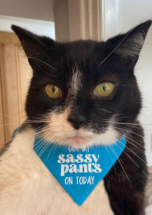 CAT BANDANA! Sassy Pants