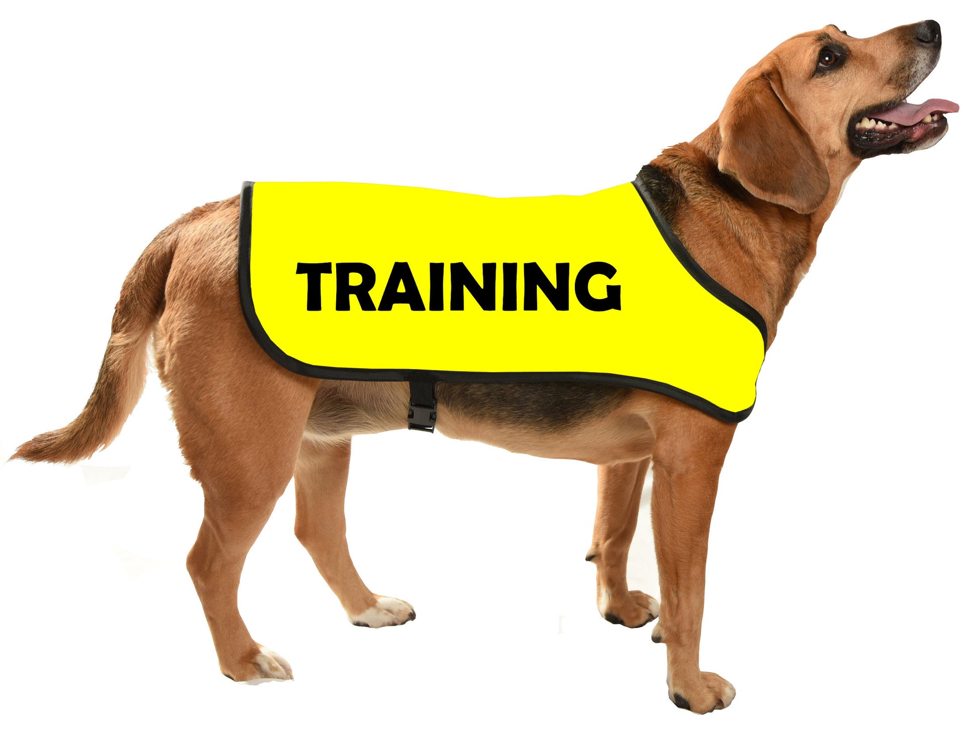 printed dog coat = communicoat i need space give me space yellow dog TRAINING