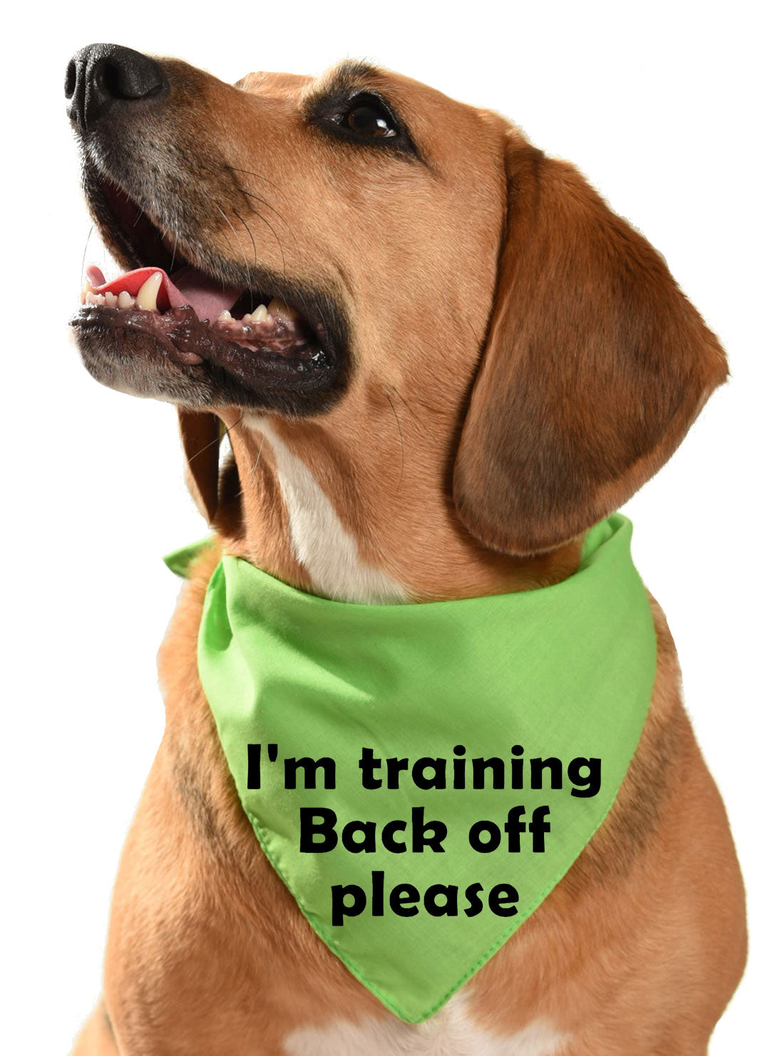 I'm training back off please dog bandana dog safety