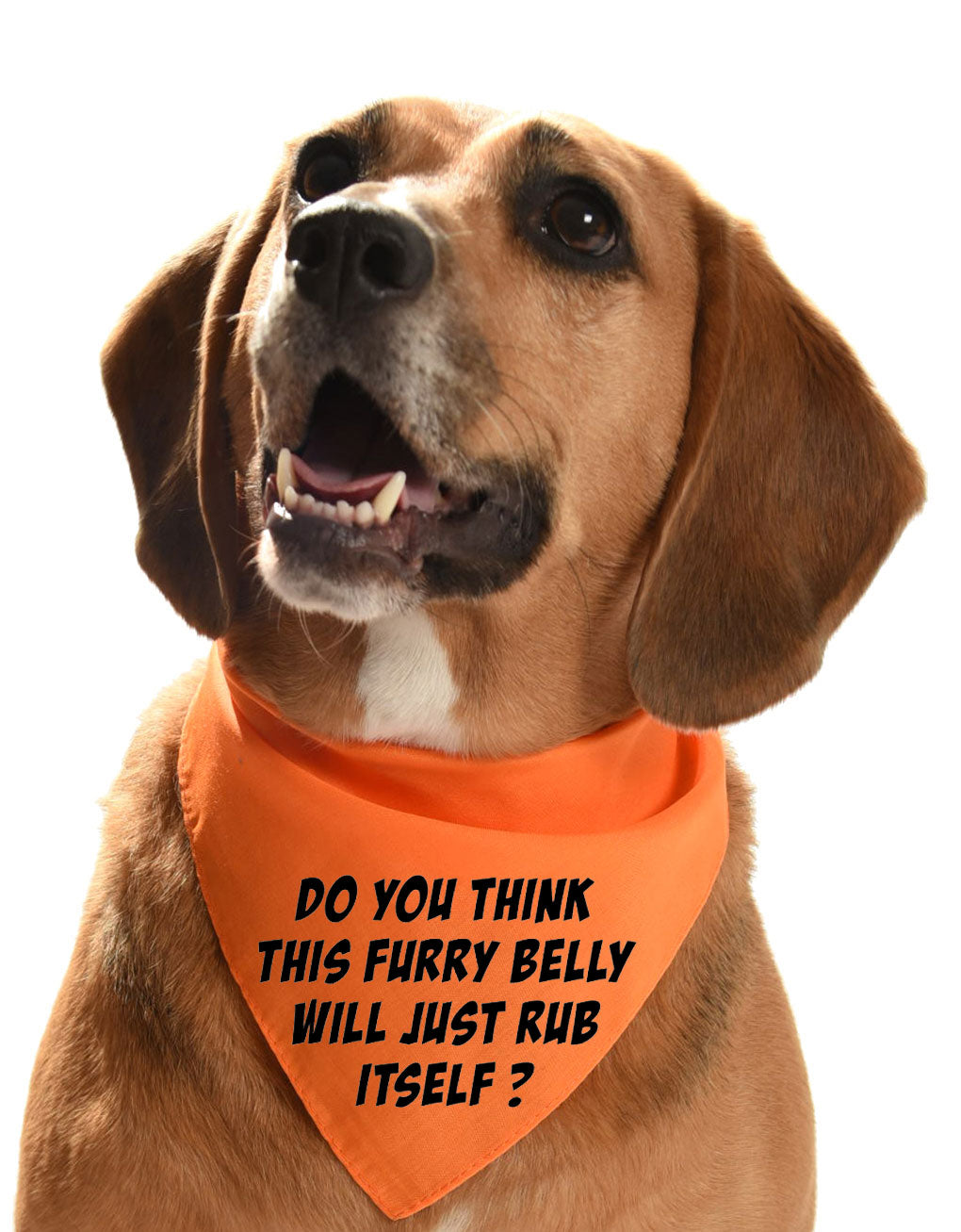 Do you think this furry belly will just rub itself? dog bandana