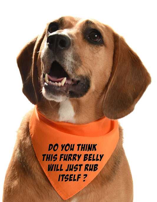Do you think this furry belly will just rub itself? dog bandana