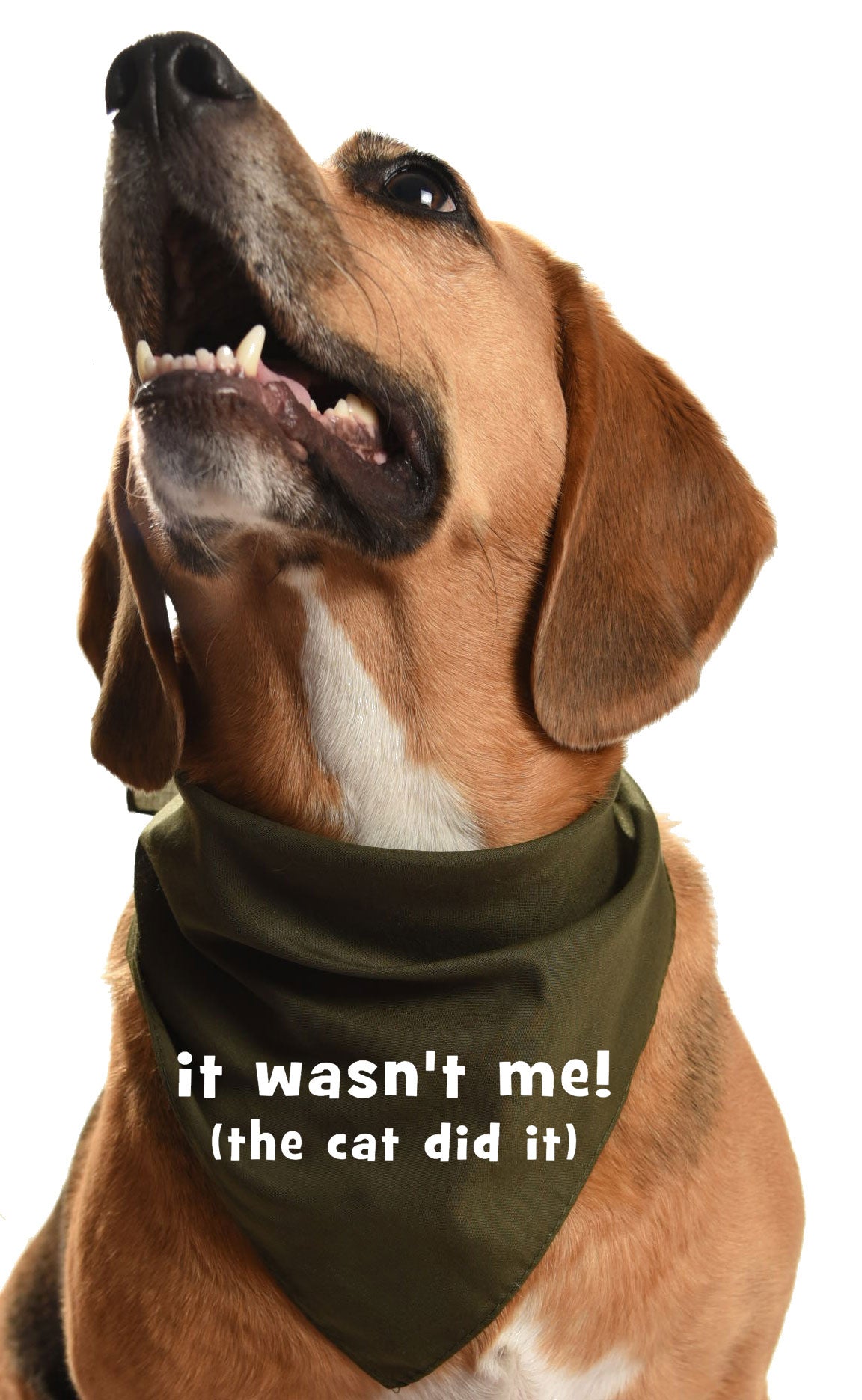 It wasn't me the cat did it dog bandana