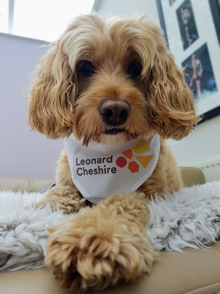 Leonard Cheshire fundraising dog bandana - NEW STYLE FULL COLOUR LOGO ON WHITE BANDANA