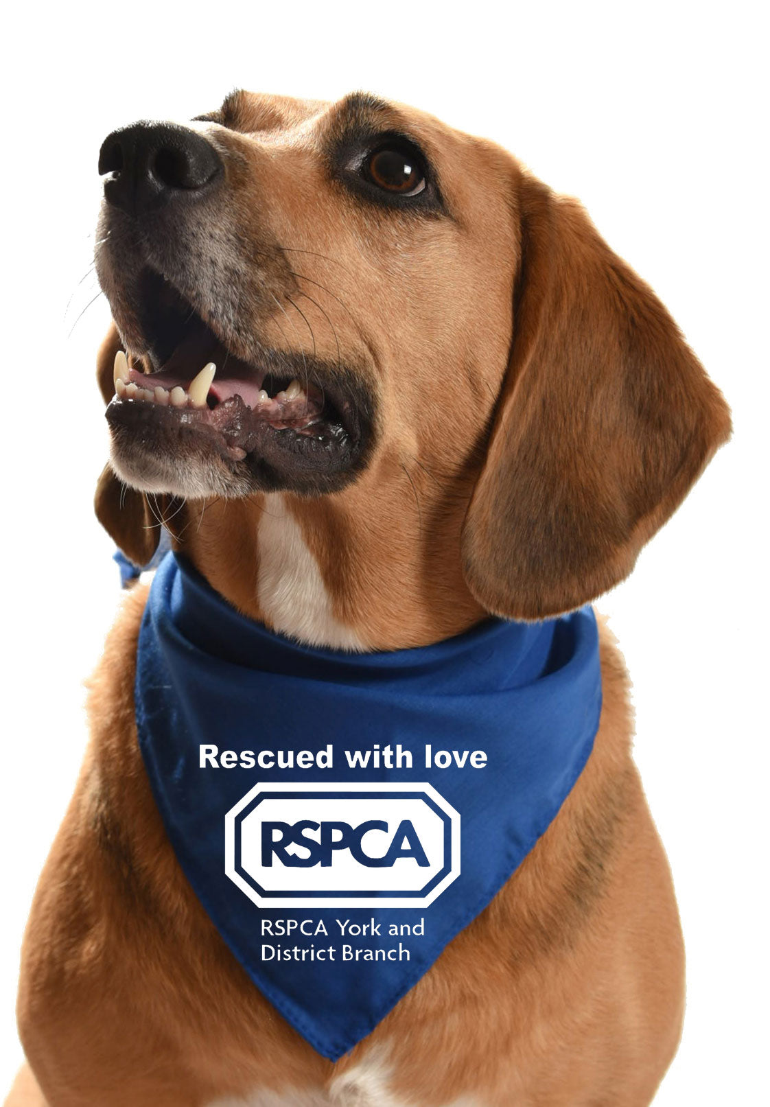 rspca york and district fundraising rehoming dog bandana