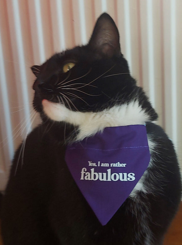 CAT BANDANA! Yes I am rather Fabulous!