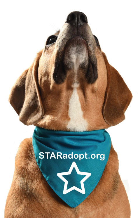 stronger together animal rescue star adopt bandana fundraising furry dog puppy charity rescue cyprus dog bandana