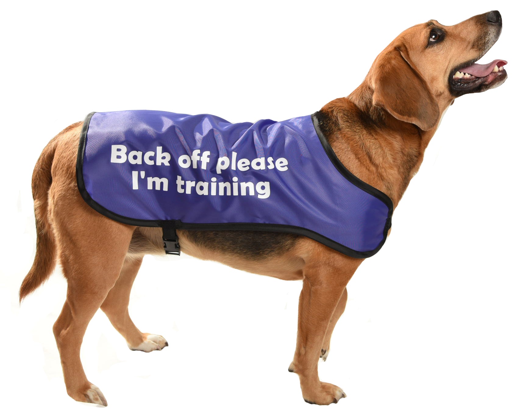 dog training coat