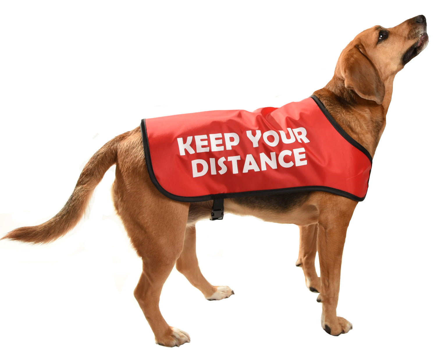 red dog coat traffic light system for aggressive or reactive dogs