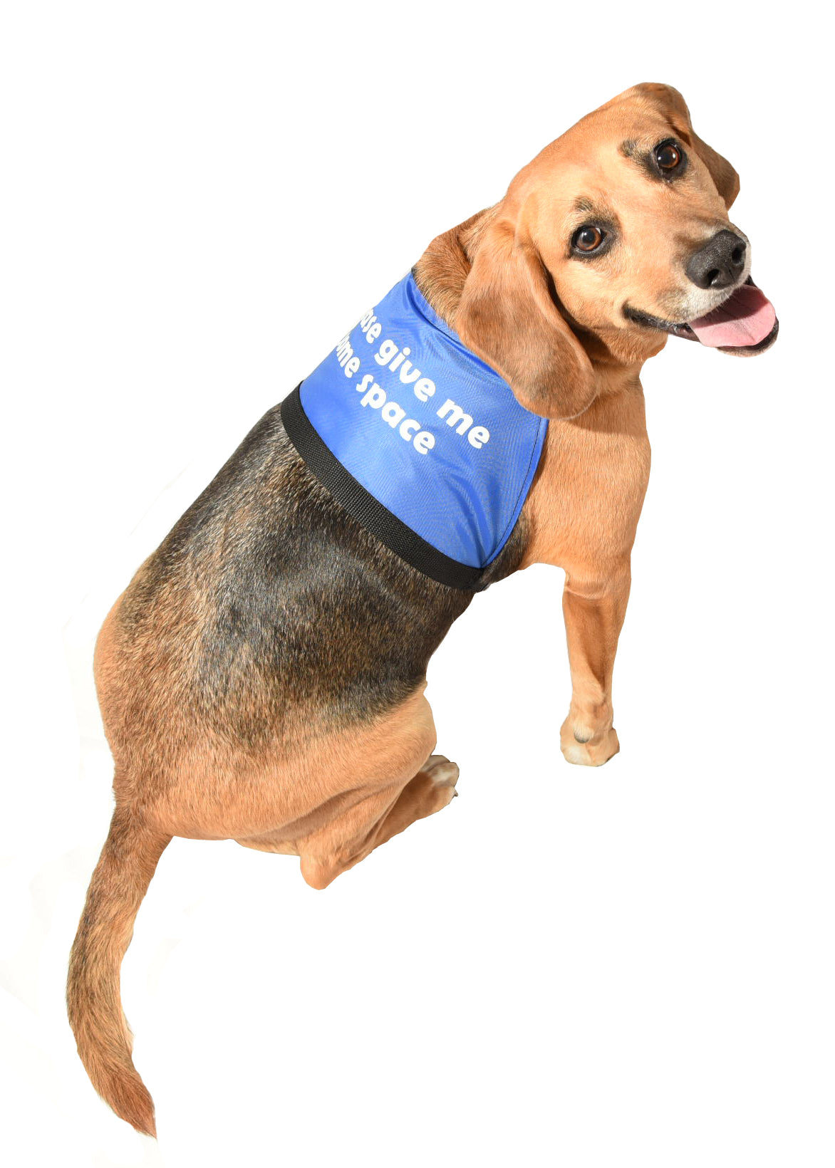 Please pet me outlet dog vest