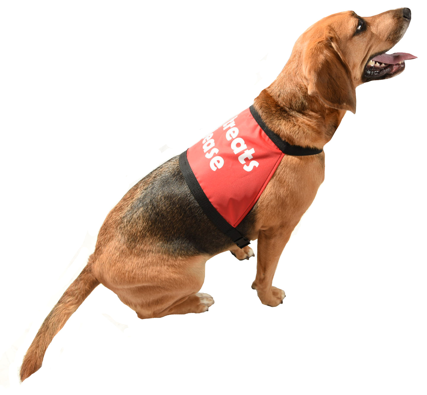 nervous dog vest with message for anxious dogs