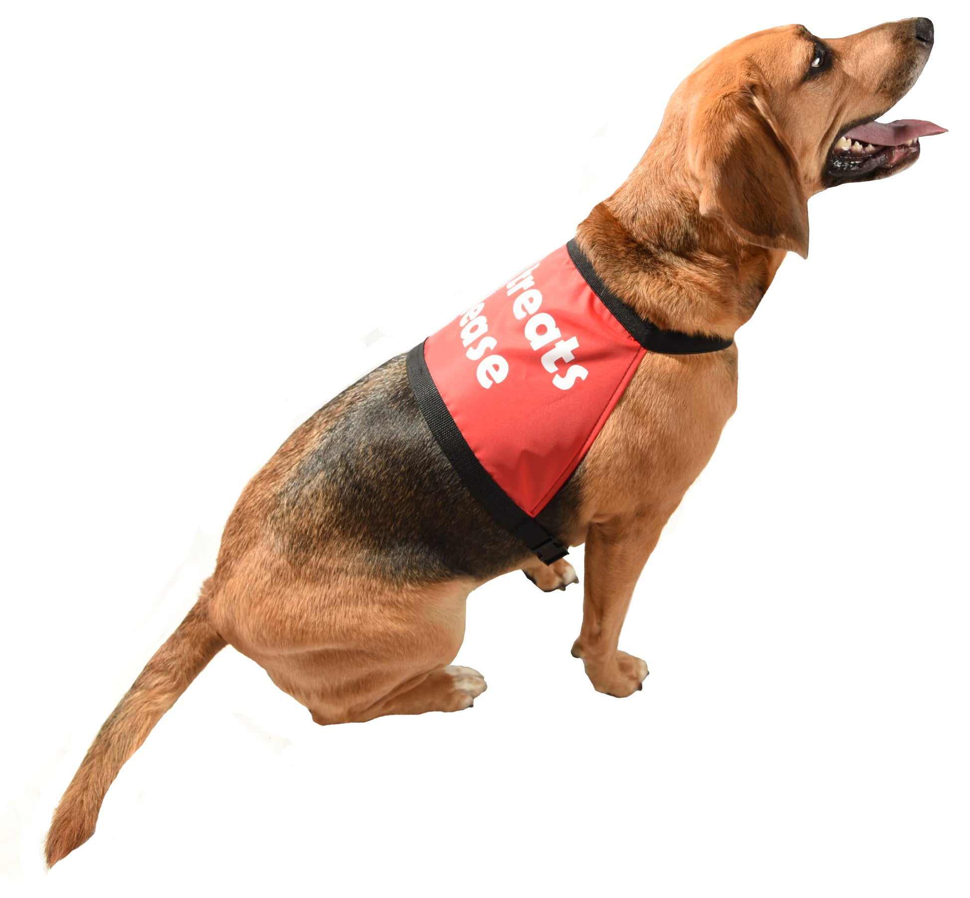 Anxious dog best sale warning vest