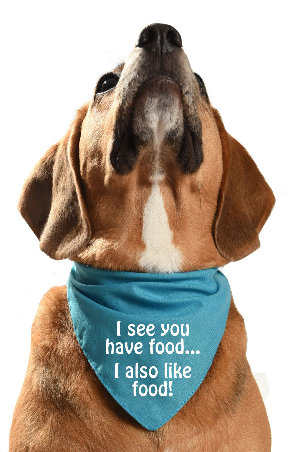 I see you have food, I also like food. Dog bandana for greedy food-loving dogs