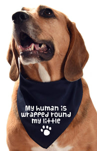 My human is wrapped round my little paw dog bandana