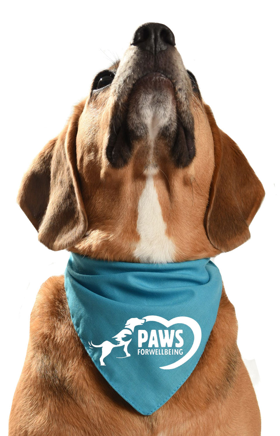 paws for wellbeing charity fundraising dog bandana