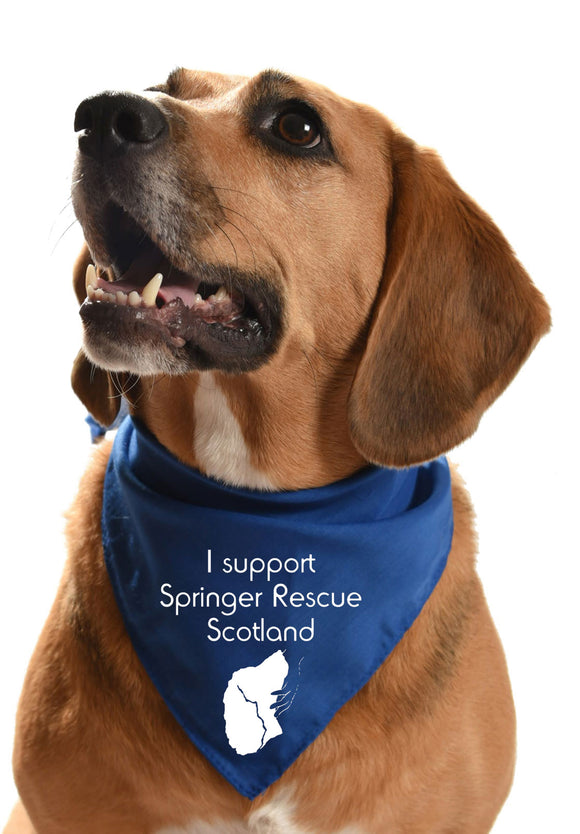 Springer Rescue Scotland fundraising dog bandana